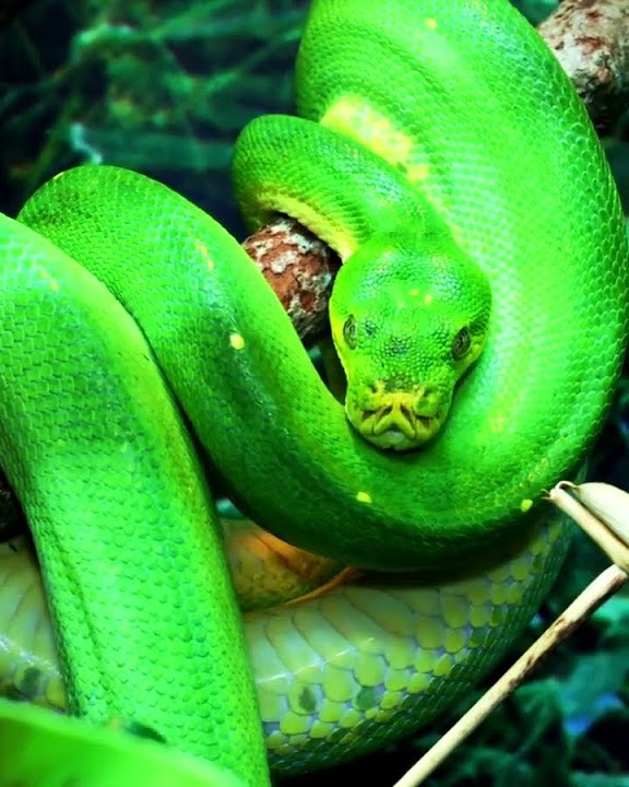 Green Python Scales Tree #shorts [Python] - YouTube