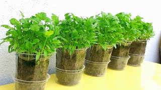 Grow Coriander (Dhaniya) with some small Disposable Plastic Glass || grow dhaniya at home