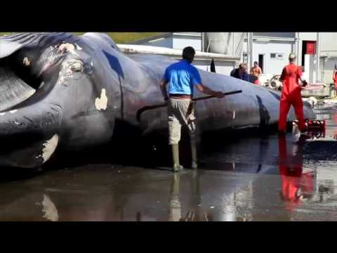 YOK ARTIK - Dev balina nasil temizlenip hazirlanir