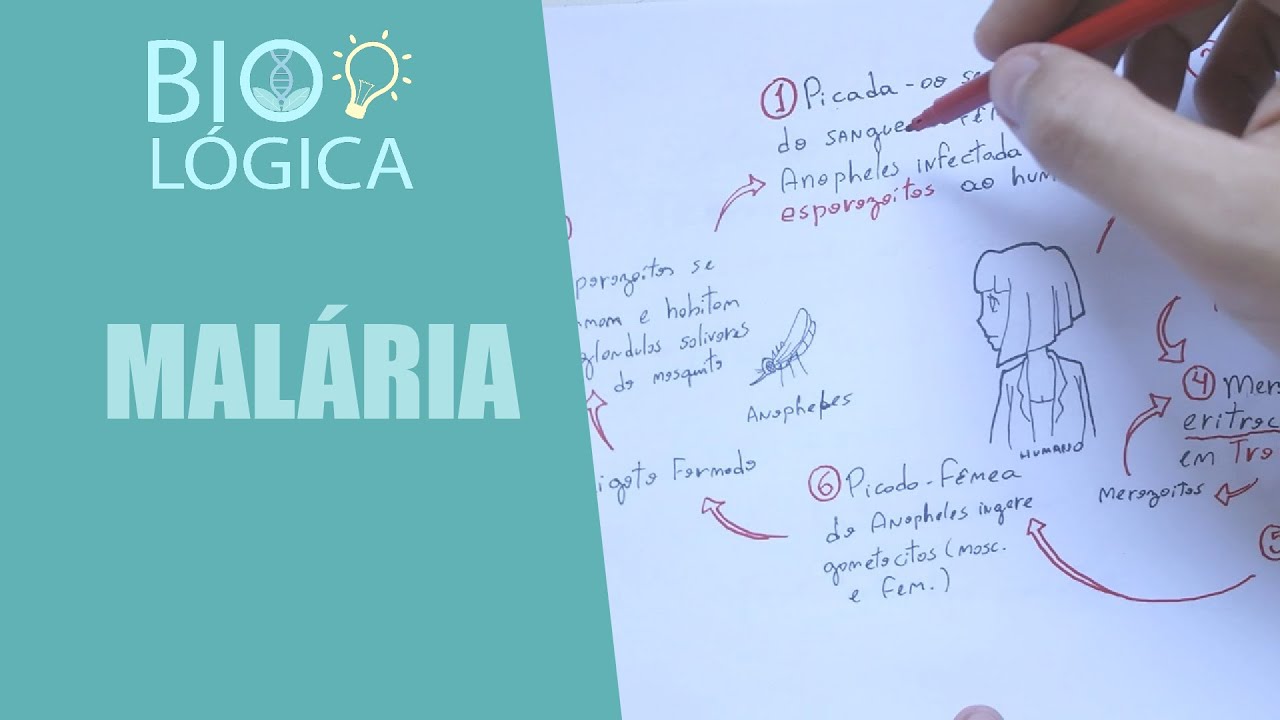 Qual Hospedeiro Intermediário Da Malária?