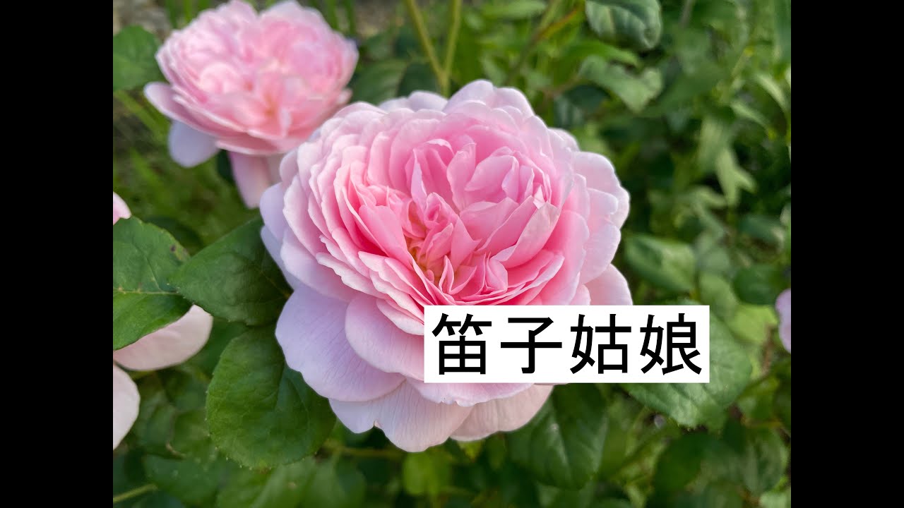 金曲中伙子演繹 