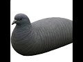 Your favorite pigeon