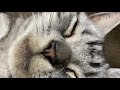 【睡眠用動画】 猫がまったりゴロゴロするだけのただただ癒される動画 【123分間耐久 寝落ち用】