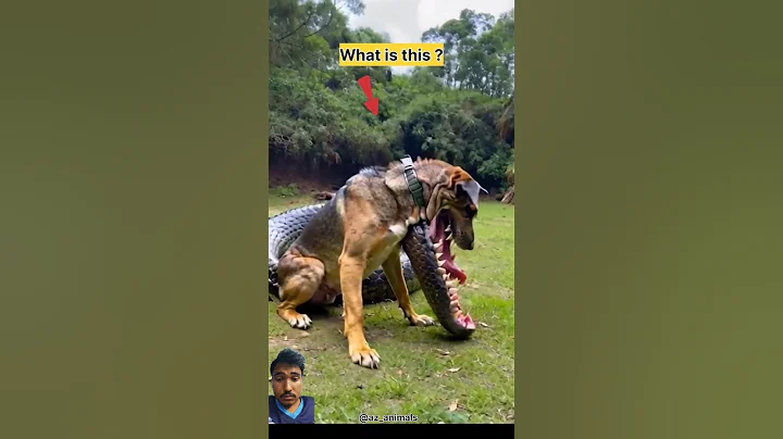 Dog with crocodile mouth #dog #animals #shorts #fyp #video #viralshorts #short