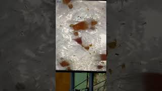 Jellyfish Strobilation