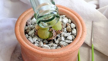 Lithops stuck in old leaves? Here