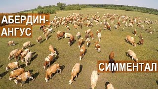 Спиваков А.А. Об особенностях Симментальской и Абердин-ангусской пород мясного скота