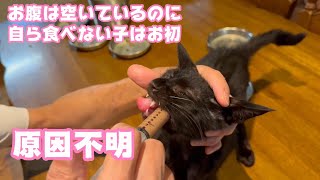 原因不明 迷子か棄てられたかガリガリの子猫  2024 05 11 1