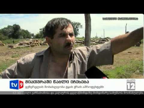 ახალი 12 | ჭიათურაში წაბლი იჩეხება | 12.07.12