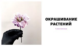 Окрашивание цветов самостоятельно // обучение флористике Окрашивание цветов самостоятельно // обучение флористике