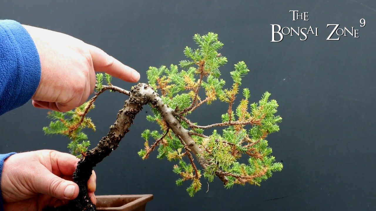 Juniper Repot, The Bonsai Zone, March 2022 YouTube