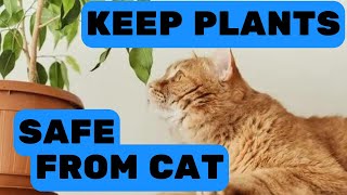 How to Keep Cat Away from Plants by Pet in the Net 106 views 8 months ago 4 minutes, 21 seconds