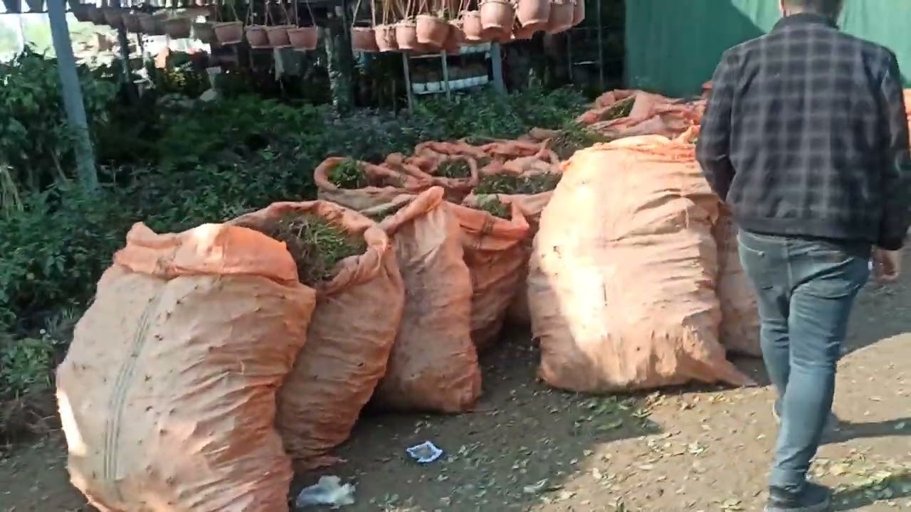 النباتات الظلية والورد الجوري تنخيل بسعر الجملة في مشتل علي الزراعي العراق  بغداد منطقة صدر القناة