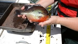 Satilla River DNR Shock Boat Sampling  Crickets, Beware!