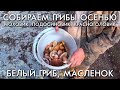 СОБИРАЕМ ГРИБЫ ОСЕНЬЮ / БЕЛЫЙ ГРИБ / ПОДБЕРЕЗОВИК / ПОДОСИНОВИК / МОХОВИК / МАСЛЕНОК