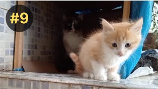 Ginger Kitten scared of the camera and Someone brought the white kitten back #part9 by  Ch 200 views 1 month ago 2 minutes, 55 seconds