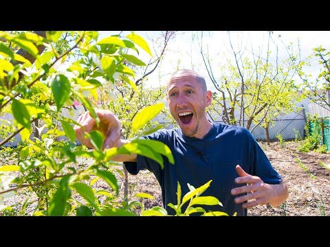 Video: Bucurați-vă de neașteptat în grădina dvs
