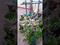 🌿🥗 الطعام الصحي يبدأ من سطح منزلك 🏡 #organic #gardening #urbanfarm #homegarden #سطح_أخضر#ytshorts