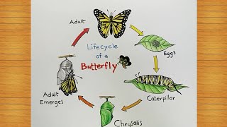 How to draw Lifecycle of Butterfly || Butterfly Lifecycle.