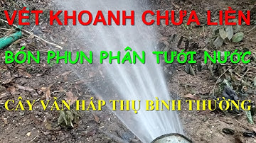 Khoanh vỏ chỉ ức chế cây ra lộc, để cây u hoa, ra hoa chứ không cắt đứt hoàn cây trao đổi chất.