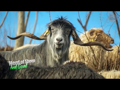 Çoban Adil ve Sürüsü | Belgesel ▫️4K▫️
