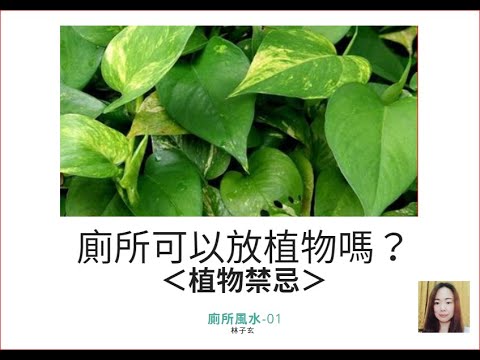 居家風水 | 廁所可以放植物嗎？-廁所風水01 | 林子玄