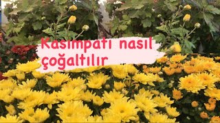 Kasımpatı Çiçeği Nasıl Çoğaltılır Kasımpatı Nasıl Çiçek Açtırılır