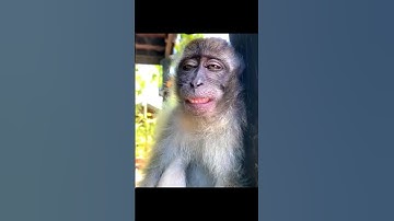 ekspresi monyet lucu bikin ngakak 😂#shorts#memes#viral