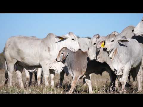 Brahman Breeding in South Africa | SA Brahman
