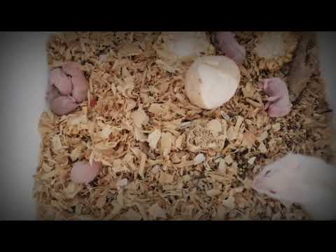 Video: Cara Merawat Hamster Yang Baru Lahir