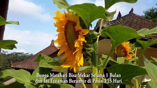 Cara Menanam Tanaman Bunga Matahari di Halaman Rumah - Tanaman Hias sunflower - decorative plants