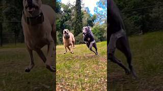 Slow motion Whippets!! #whippet #greyhound #dog