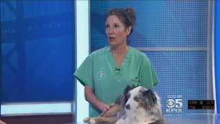 PET EXPERT: Veterinarian Dr. Jill Chase Talks About Reverse Sneezing