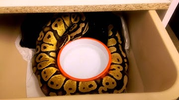 female ball pythons going into breeding mode