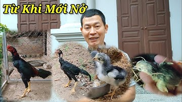 Nuôi Những Chú Gà Từ Trong Trứng Đến Trưởng Thành