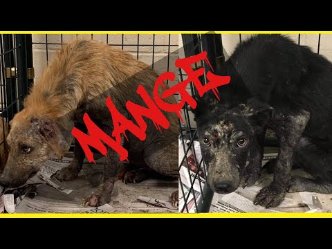 Video: Sarcoptic Vs Demodectic Mange In Dogs