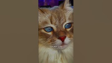 ماتيسر من سوره يوسف ، للقارئ عبد الله احمد شعبان حفظه الله ♥️♥️ #قرآن #اكسبلور #قران_كريم #quran