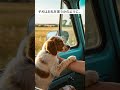 炎天下に鎖で繋がれていた子犬、涙する女性を慰める