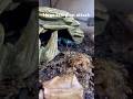 Feeding huge scorpion