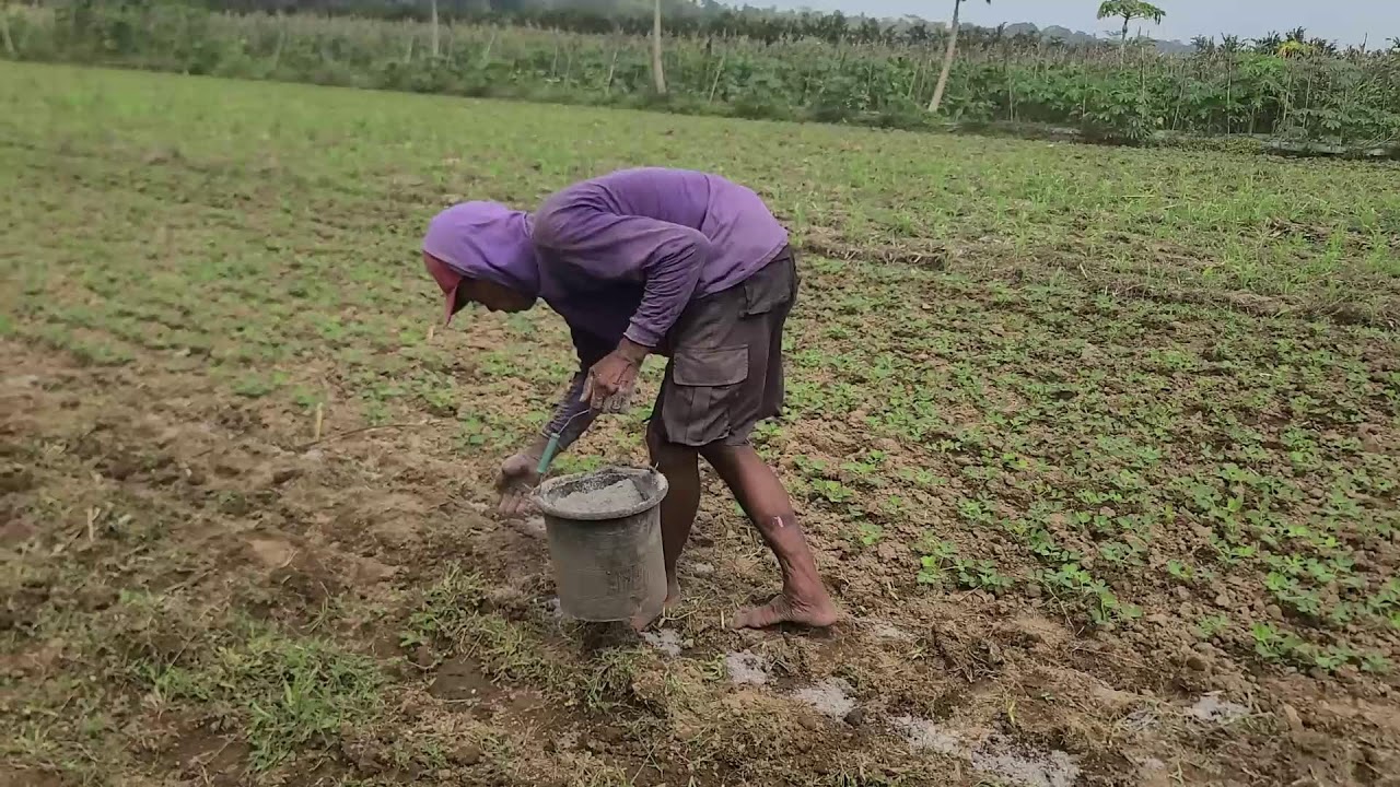 The Process of Spreading Granular Fertilizer to Fields with Maximum Results — Agriculture Farming