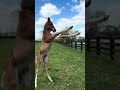 Beholder's Colt in the Field