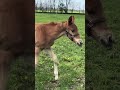 Beholder's Colt in the Field