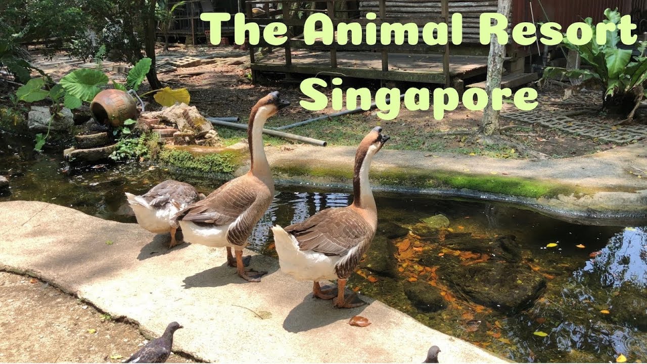 animal farm visit in singapore