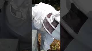 Отцовские пчелосемьи на матковыводной пасеке Лорана Дюге (Франция)