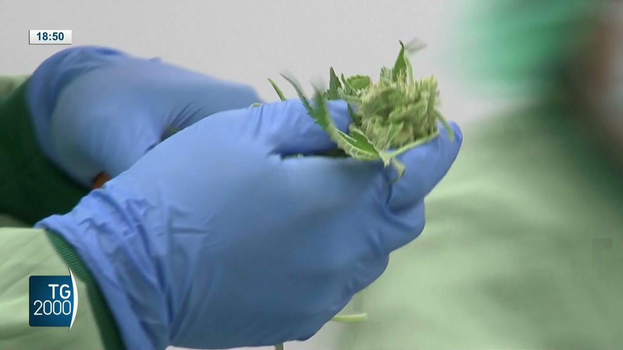 Cannabis light diventa illegale, venduta solo in farmacia con ricetta