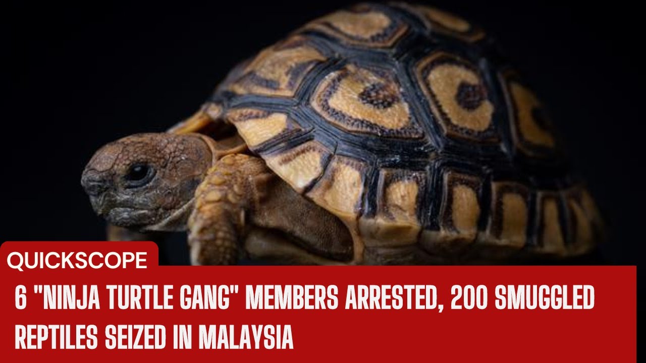 6 "Ninja Turtle Gang" members arrested, 200 smuggled reptiles seized in Malaysia
