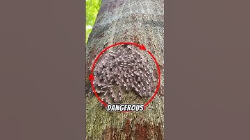 3 Caterpillars you should Never Touch!—Number 1 is Dangerous!😱#animals #insects #shorts #shortvideo