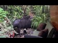 Early morning visit at my house from a pair of Baird&#39;s Tapirs (Tapirus bairdii) 1 April 2023