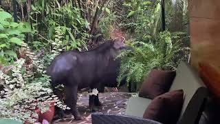 Early morning visit at my house from a pair of Baird&#39;s Tapirs (Tapirus bairdii) 1 April 2023