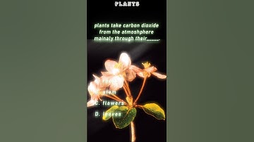 Where Do Plants Get Carbon Dioxide From? 🌿 | Simple Science Explained #shortsfeed #plants